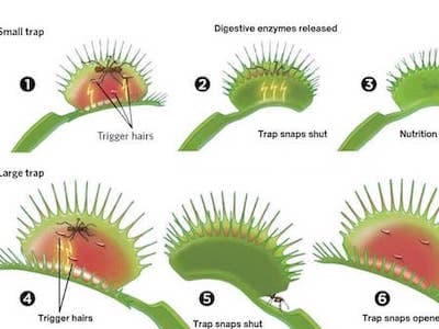Ielts Writing task 1 Flytrap Sample